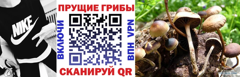 Псилоцибиновые грибы Cubensis  Янаул 